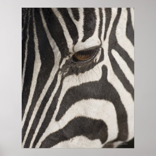 「アフリカ、タンザニア、ンゴロンゴロ保全地域」 ポスター (正面)