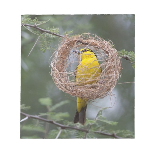 アフリカ。タンザニア。女性の黒首織機 ノートパッド (正面)