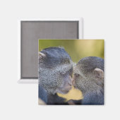 アフリカ。タンザニア。青猿のお母さん マグネット (正面/裏面)