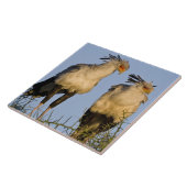 アフリカ。タンザニア。Ndutuの秘書の鳥 タイル (側面)