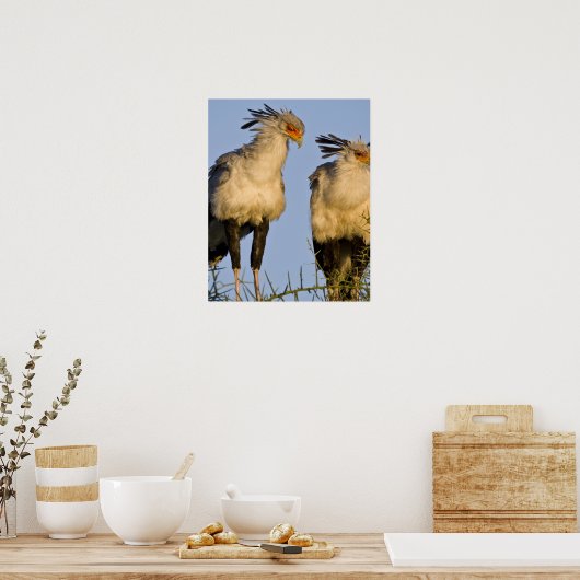 アフリカ。タンザニア。Ndutu inの秘書の鳥 ポスター (キッチン)