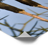 アフリカ。タンザニア。Ndutu inの秘書の鳥 ポスター (角)