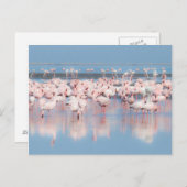 アフリカ、ナミビア、ウォルビス湾 ポストカード (正面/裏面)