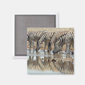 アフリカ、ナミビア、エトシャNP。バーチェルのゼブラ マグネット (正面/裏面)