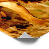 アフリカ、ナミビア、奥島。ひとりオスのライオン。 ポスター (角)