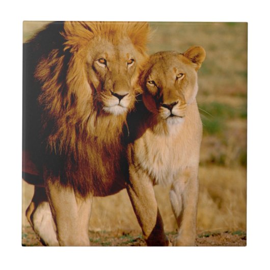 アフリカ、ナミビア、奥島。ライオンとライオン タイル (正面)