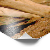 アフリカ、ナミビア、奥島。ライオンとライオン フォトプリント            (角)