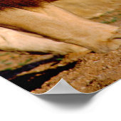 アフリカ、ナミビア、奥島。ライオンとライオン ポスター (角)