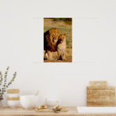 アフリカ、ナミビア、奥島。ライオンとライオン ポスター (キッチン)