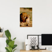 アフリカ、ナミビア、奥島。ライオンとライオン ポスター (ホームオフィス)