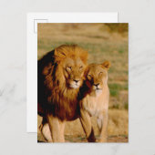 アフリカ、ナミビア、奥島。ライオンとライオン ポストカード (正面/裏面)