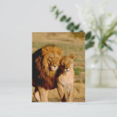 アフリカ、ナミビア、奥島。ライオンとライオン ポストカード (スタンド正面)