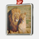 アフリカ、ナミビア、奥島。ライオンとライオン メタルオーナメント (左)