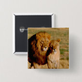 アフリカ、ナミビア、奥島。ライオンとライオン 缶バッジ (正面&裏面)