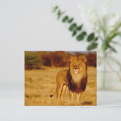アフリカ、ナミビア、奥島。孤独な雄ライオン ポストカード (スタンド正面)