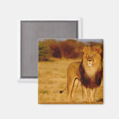 アフリカ、ナミビア、奥島。孤独な雄ライオン マグネット (正面/裏面)