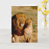 アフリカ、ナミビア、Okonjima。 ライオン及び雌ジシ カード (黄色い花)