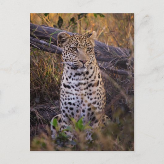 アフリカ、ボツワナに佇むヒョウ ポストカード (正面)