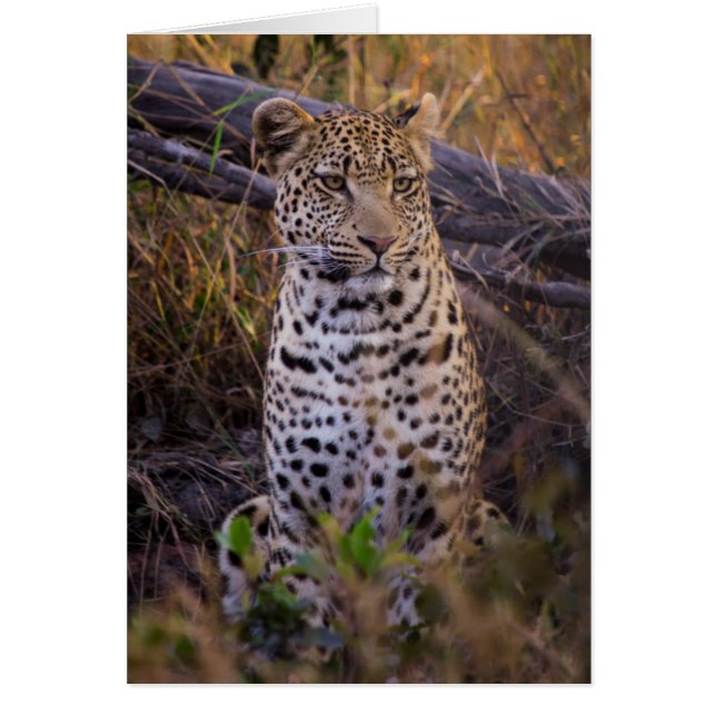 アフリカ、ボツワナのヒョウが座る (正面)