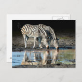 アフリカ、ボツワナ、オカバンゴデルタ、ダビソンキャンプ ポストカード (正面/裏面)