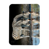 アフリカ、ボツワナ、オカバンゴデルタ、ダビソンキャンプ マグネット (縦)