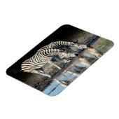 アフリカ、ボツワナ、オカバンゴデルタ、ダビソンキャンプ マグネット (左側)