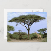 アフリカ、ボツワナ、オカバンゴデルタ。南部 ポストカード (正面/裏面)