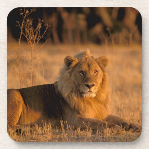 アフリカ、ボツワナ、オカバンゴ・デルタ。ライオン (Panthera コースター