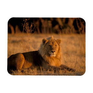 アフリカ、ボツワナ、オカバンゴ・デルタ。ライオン (Panthera マグネット