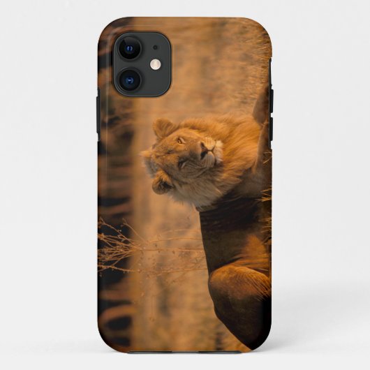 アフリカ、ボツワナ、オカバンゴ・デルタ。ライオン (Panthera Case-Mate iPhoneケース (裏面)