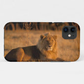 アフリカ、ボツワナ、オカバンゴ・デルタ。ライオン (Panthera Case-Mate iPhoneケース (裏面(横))