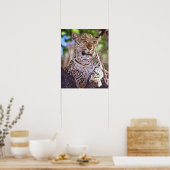 アフリカ、ボツワナ、オカンゴデルタ、野生ヒョウ。2 ポスター (キッチン)