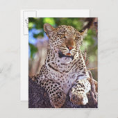 アフリカ、ボツワナ、オカンゴデルタ、野生ヒョウ。2 ポストカード (正面/裏面)
