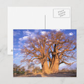 アフリカ、ボツワナ、オカヴァンゴデルタ。バオバブ ポストカード (正面/裏面)