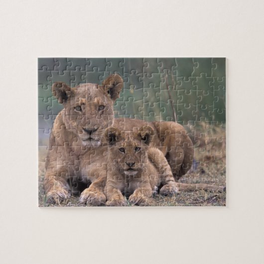 アフリカ、ボツワナ、オカヴァンゴデルタ。ライオンズ ジグソーパズル (横)