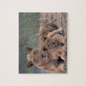 アフリカ、ボツワナ、オカヴァンゴデルタ。ライオンズ ジグソーパズル (縦)