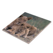 アフリカ、ボツワナ、オカヴァンゴデルタ。ライオンズ タイル (側面)