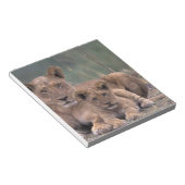 アフリカ、ボツワナ、オカヴァンゴデルタ。ライオンズ ノートパッド (アングル)