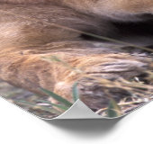 アフリカ、ボツワナ、オカヴァンゴデルタ。ライオンズ ポスター (角)