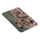 アフリカ、ボツワナ、オカヴァンゴデルタ。ライオンズ マグネット (右側)