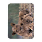 アフリカ、ボツワナ、オカヴァンゴデルタ。ライオンズ マグネット (縦)