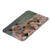 アフリカ、ボツワナ、オカヴァンゴデルタ。ライオンズ マグネット (左側)