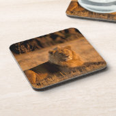 アフリカ、ボツワナ、オカヴァンゴデルタ。ライオン（パンテラ） コースター (左側)