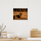 アフリカ、ボツワナ、オカヴァンゴデルタ。ライオン（パンテラ） ポスター (キッチン)