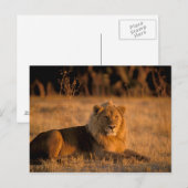 アフリカ、ボツワナ、オカヴァンゴデルタ。ライオン（パンテラ） ポストカード (正面/裏面)