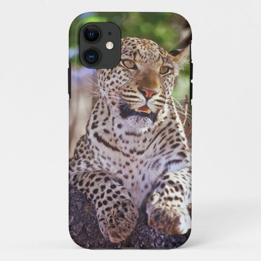 アフリカ、ボツワナ、オクバンゴ・デルタ、野生のヒョウ。 2 Case-Mate iPhoneケース (裏面)