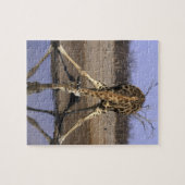 アフリカ,ボツワナ,チョベ国立公園,キリン ジグソーパズル (横)