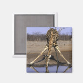 アフリカ,ボツワナ,チョベ国立公園,キリン マグネット (正面/裏面)