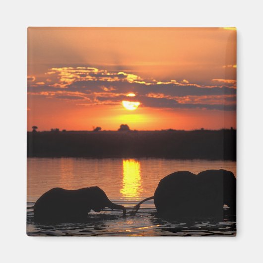 アフリカ，ボツワナ，チョベ国立公園，ヘルド マグネット (正面)