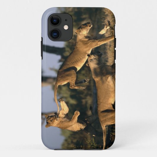 アフリカ, ボツワナ, チョベ国立公園, ライオン Case-Mate iPhoneケース (裏面)